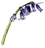 Bluebell.