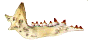 Jaw bone (shrew).