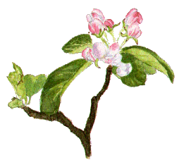 Crab apple blossom (buds).