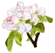 Crab apple blossom.