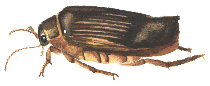 Great diving beetle.