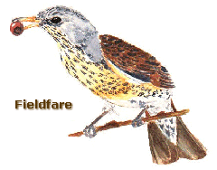 Fieldfare1.gif (17937 bytes)