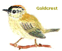 Goldcrest1.gif (7956 bytes)