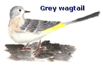 Grey_wagtail2.gif (12270 bytes)