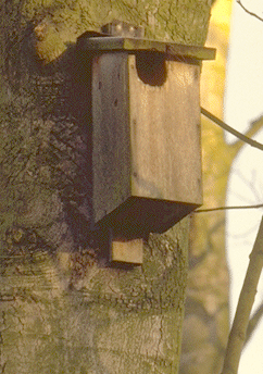 Bat box - hole on front made by woodpecker