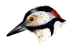 Greater spotted woodpecker.