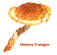 Honey_fungus.gif (15704 bytes)