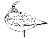 Lapwing3.gif (3925 bytes)