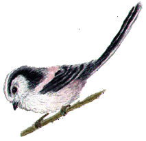 Long-tailed tit.