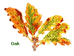 Oak1.gif (12597 bytes)