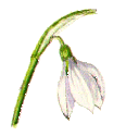 Snowdrop.