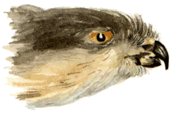 Head of sparrowhawk.