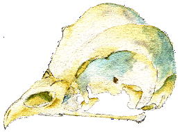 Skull of tawny owl.