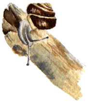 White-lipped banded snail.