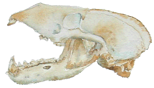 Badger skull.