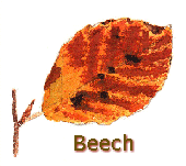 beech.gif (12231 bytes)