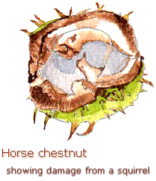 conker2.gif (17646 bytes)