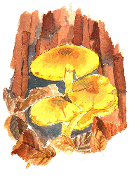 Sulphur Tuft fungus