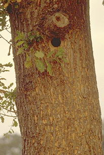 Hole made by woodpecker, about eight feet from the ground and about a foot deep