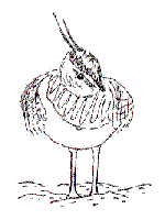 lapwing1.gif (2606 bytes)