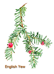 yew2.gif (10436 bytes)